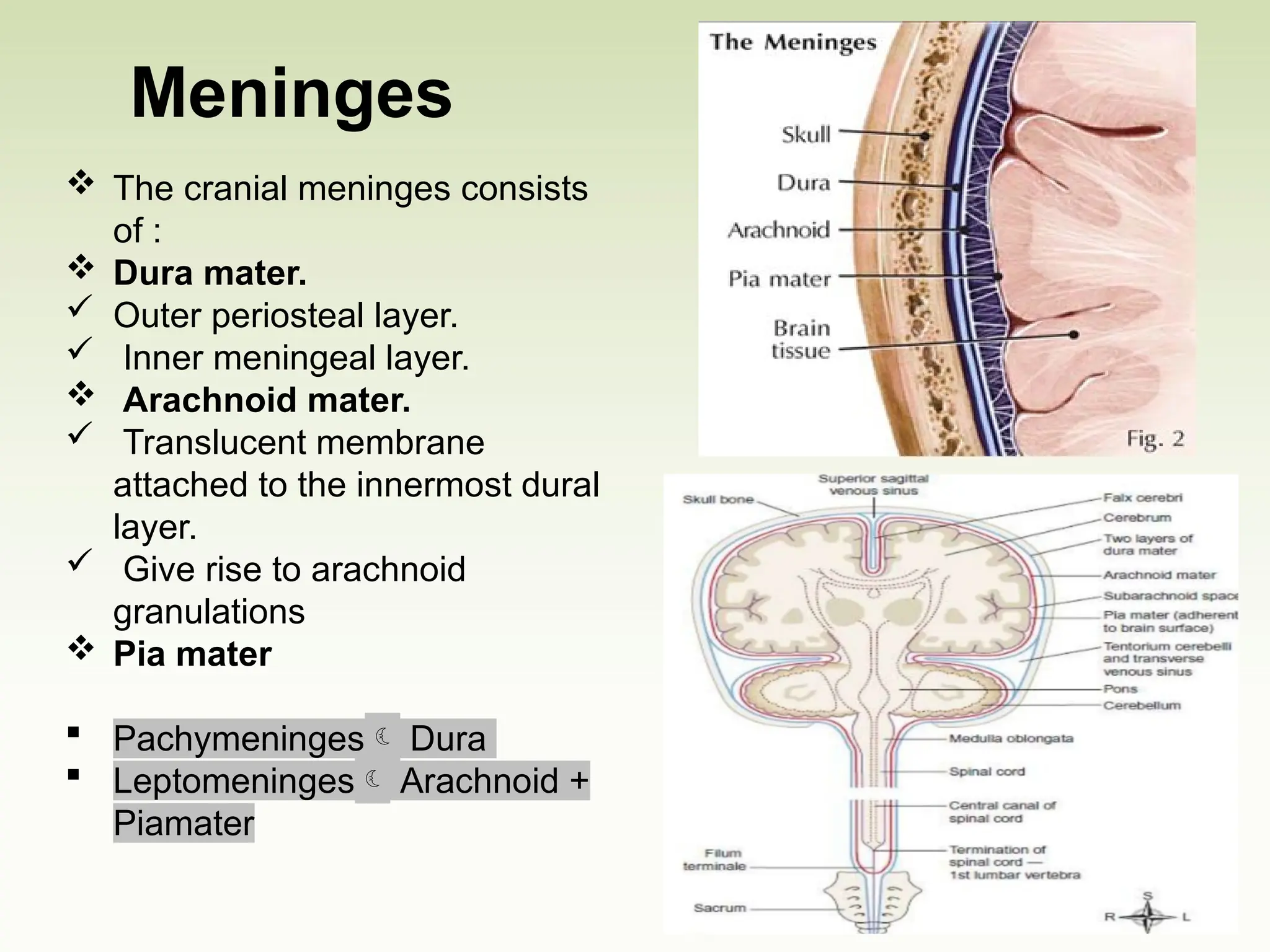 Meninges
 The cranial meninges consists
of :
 Dura mater.
 Outer periosteal layer.
 Inner meningeal layer.
 Arachnoid mater.
 Translucent membrane
attached to the innermost dural
layer.
 Give rise to arachnoid
granulations
 Pia mater
 Pachymeninges Dura
 Leptomeninges Arachnoid +
Piamater
 