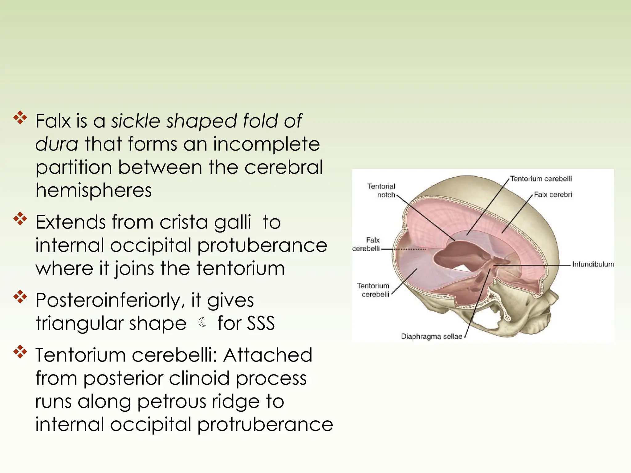  Falx is a sickle shaped fold of
dura that forms an incomplete
partition between the cerebral
hemispheres
 Extends from crista galli to
internal occipital protuberance
where it joins the tentorium
 Posteroinferiorly, it gives
triangular shape  for SSS
 Tentorium cerebelli: Attached
from posterior clinoid process
runs along petrous ridge to
internal occipital protruberance
 