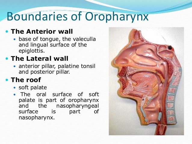 Anatomy Of Oropharynx