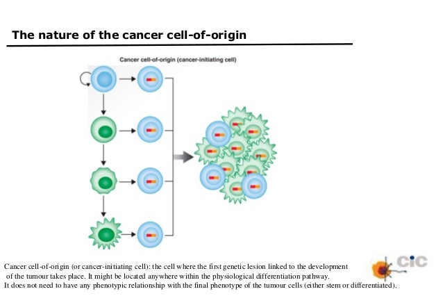 tumor stem cell reprogramming as a driver of cancer as