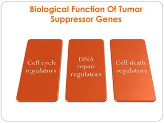 Tumor suppressor gene | PPT