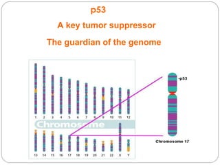 Tumor suppressor gene | PPT