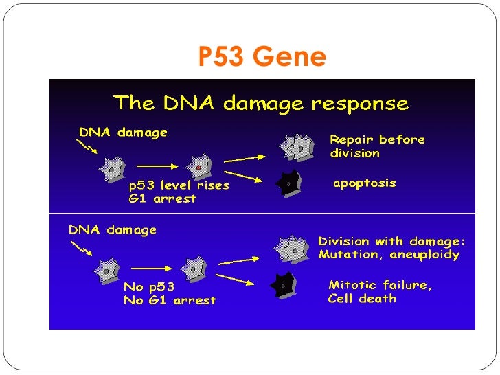 tumor suppressor gene tumor suppressor genes