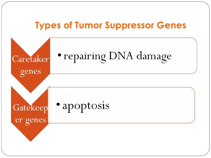 tumor suppressor gene tumor suppressor genes
