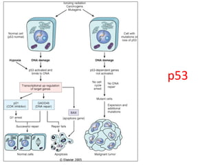 p53
 