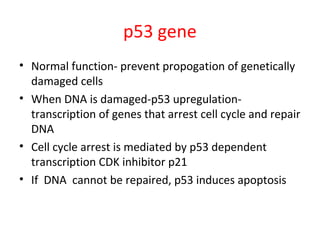 p53 gene
• Normal function- prevent propogation of genetically
damaged cells
• When DNA is damaged-p53 upregulation-
transcription of genes that arrest cell cycle and repair
DNA
• Cell cycle arrest is mediated by p53 dependent
transcription CDK inhibitor p21
• If DNA cannot be repaired, p53 induces apoptosis
 