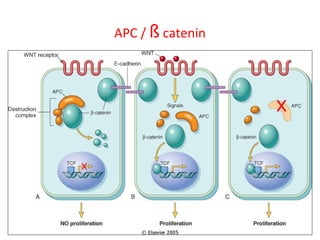 APC / ß catenin
 