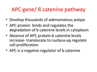 APC gene/ ß catenine pathway
• Develop thousands of adenomatous polyps
• APC protein binds and regulates the
degradation of b catenine levels in cytoplasm
• Absence of APC protein-b catenine levels
increase- translocate to nucleus-up regulate
cell proliferation
• APC is a negative regulator of b catenine
 