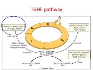 TGFß pathway
 