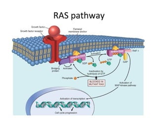 RAS pathway
 