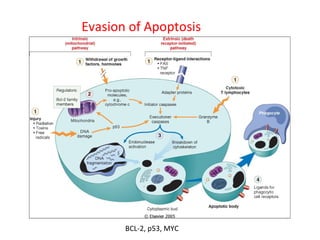 Evasion of Apoptosis
BCL-2, p53, MYC
 