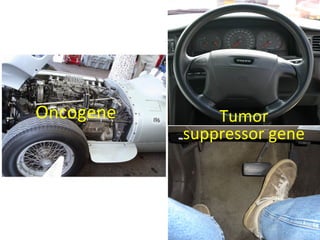 Tumor
suppressor gene
Oncogene
 