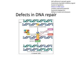 Defects in DNA repair
Self sufficiency in growth signals
Insensitivity to growth inhibitory signals
Evasion of apoptosis
Defects in DNA repair
Limitless replicative potential
Sustained angiogenesis
Ability to invade and metastasis
 