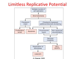 Limitless Replicative Potential
 