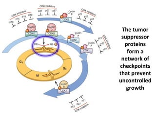 The tumor
suppressor
proteins
form a
network of
checkpoints
that prevent
uncontrolled
growth
 