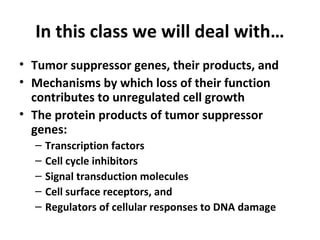 In this class we will deal with…
• Tumor suppressor genes, their products, and
• Mechanisms by which loss of their function
contributes to unregulated cell growth
• The protein products of tumor suppressor
genes:
– Transcription factors
– Cell cycle inhibitors
– Signal transduction molecules
– Cell surface receptors, and
– Regulators of cellular responses to DNA damage
 