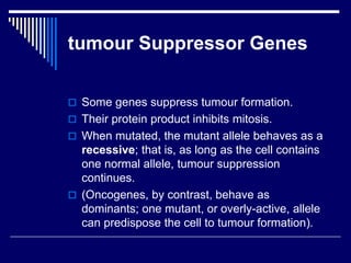 tumour Suppressor Genes
 Some genes suppress tumour formation.
 Their protein product inhibits mitosis.
 When mutated, the mutant allele behaves as a
recessive; that is, as long as the cell contains
one normal allele, tumour suppression
continues.
 (Oncogenes, by contrast, behave as
dominants; one mutant, or overly-active, allele
can predispose the cell to tumour formation).
 