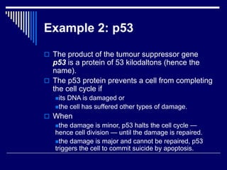 Example 2: p53
 The product of the tumour suppressor gene
p53 is a protein of 53 kilodaltons (hence the
name).
 The p53 protein prevents a cell from completing
the cell cycle if
its DNA is damaged or
the cell has suffered other types of damage.
 When
the damage is minor, p53 halts the cell cycle —
hence cell division — until the damage is repaired.
the damage is major and cannot be repaired, p53
triggers the cell to commit suicide by apoptosis.
 