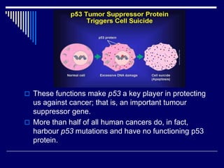  These functions make p53 a key player in protecting
us against cancer; that is, an important tumour
suppressor gene.
 More than half of all human cancers do, in fact,
harbour p53 mutations and have no functioning p53
protein.
 