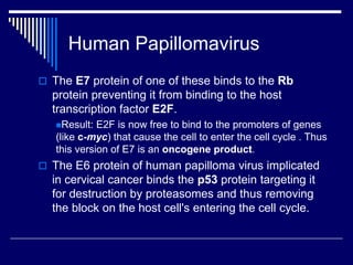 Human Papillomavirus
 The E7 protein of one of these binds to the Rb
protein preventing it from binding to the host
transcription factor E2F.
Result: E2F is now free to bind to the promoters of genes
(like c-myc) that cause the cell to enter the cell cycle . Thus
this version of E7 is an oncogene product.
 The E6 protein of human papilloma virus implicated
in cervical cancer binds the p53 protein targeting it
for destruction by proteasomes and thus removing
the block on the host cell's entering the cell cycle.
 