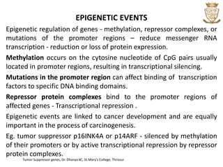 Tumour suppressor genes | PPT