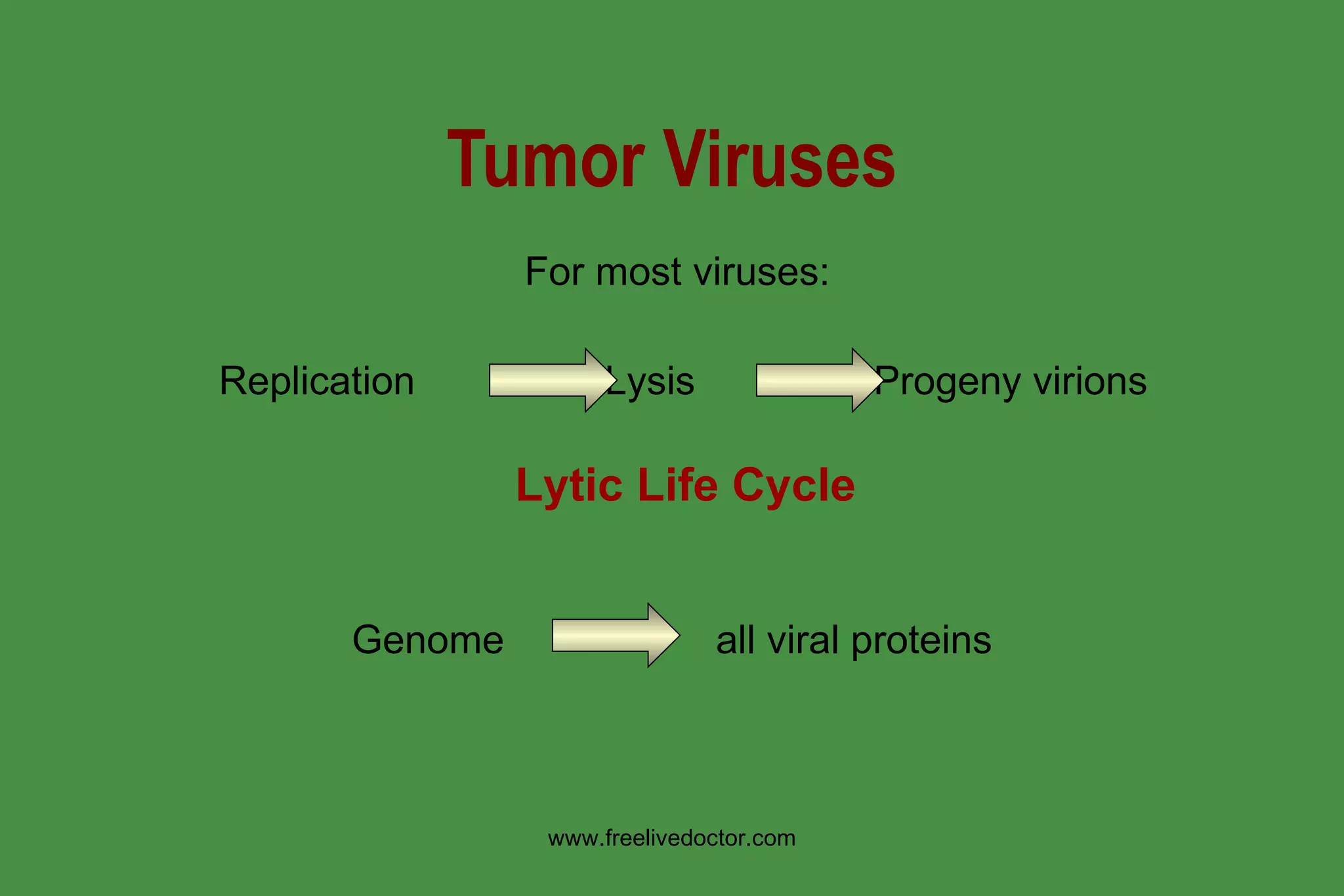 Tumour Viruses | PPT