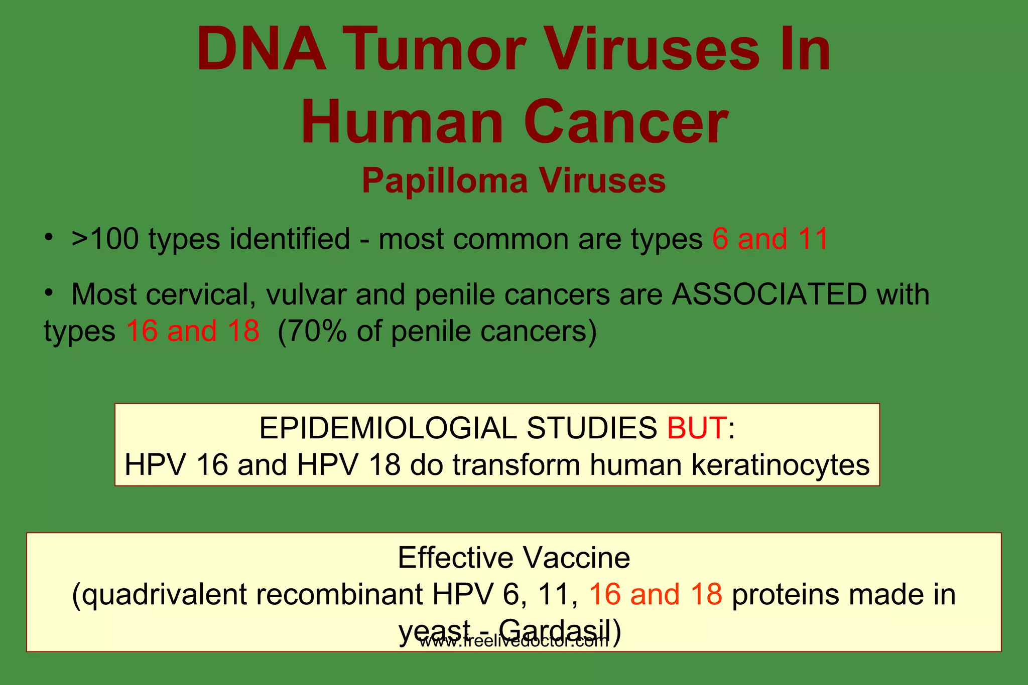 Tumour-Viruses-13-2048.jpg