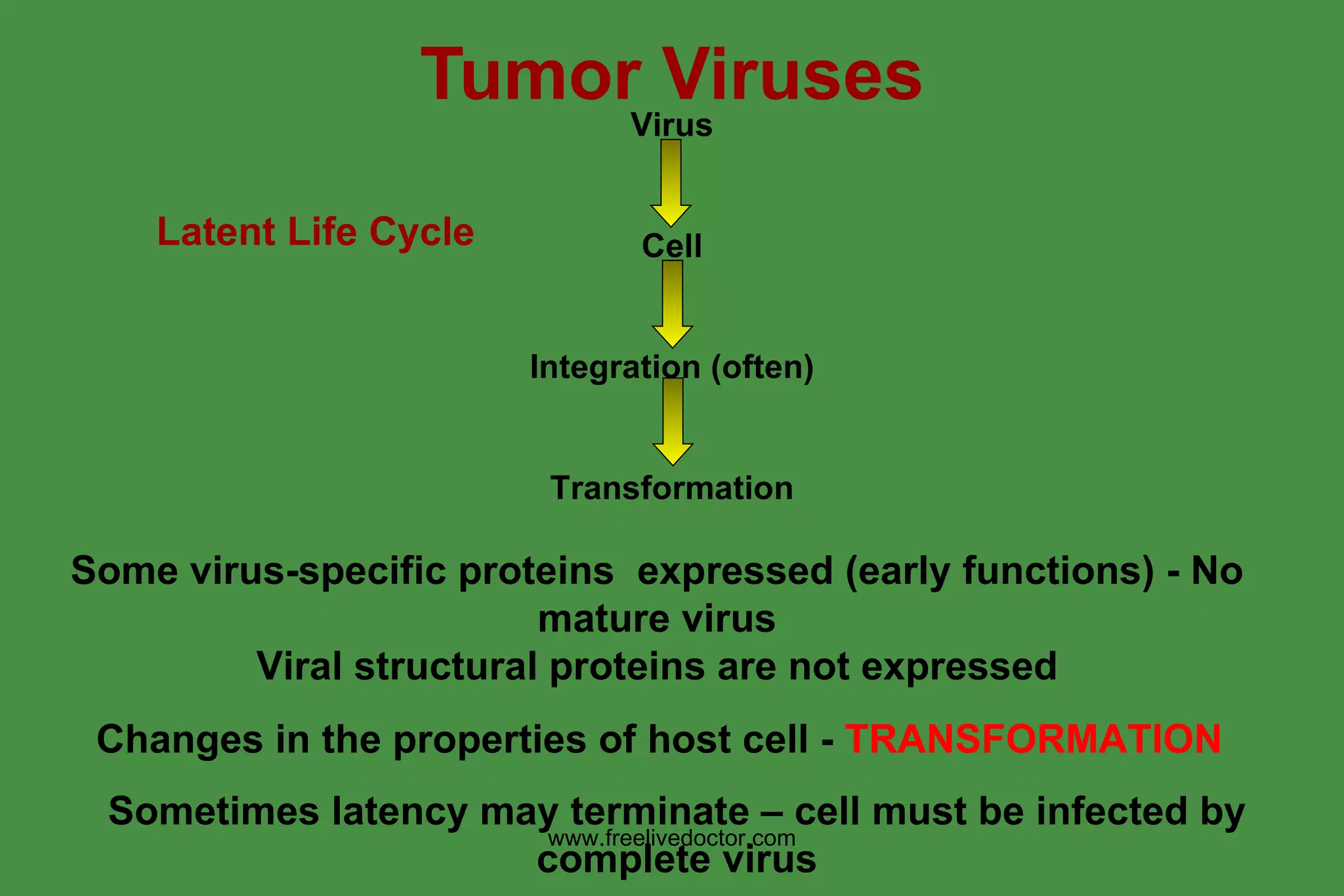 Tumour Viruses | PPT