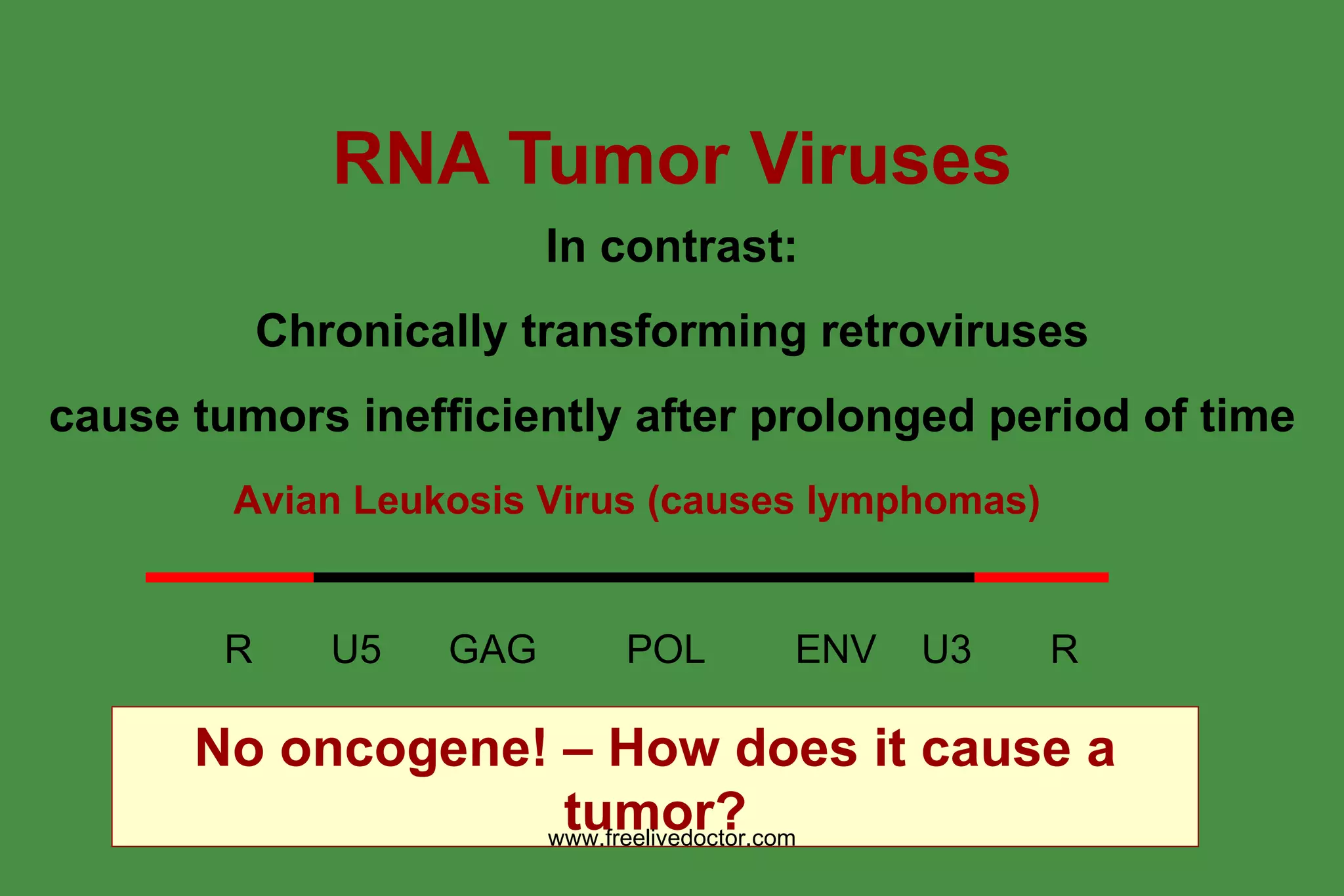 Tumour-Viruses-47-2048.jpg