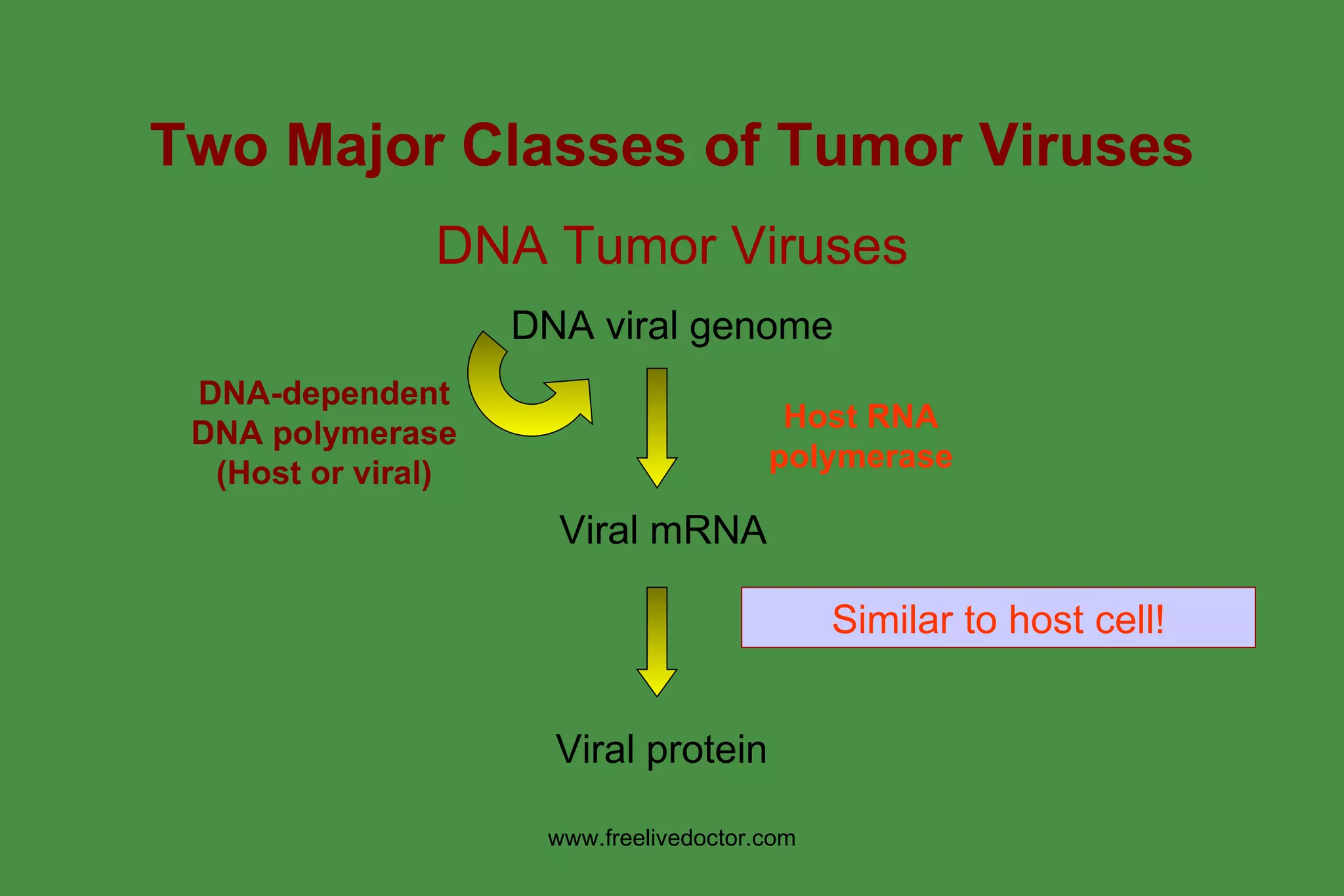 Tumour-Viruses-6-2048.jpg