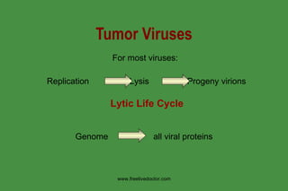 Tumor Viruses Genome  all viral proteins Replication  Lysis  Progeny virions  Lytic Life Cycle For most viruses: www.freelivedoctor.com 