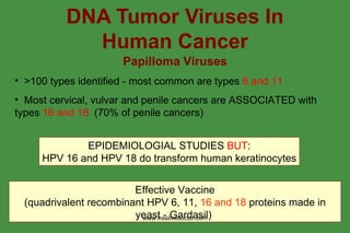 DNA Tumor Viruses 第二版 Part 2 DNA Tumor Viruses 第二版 Part 2