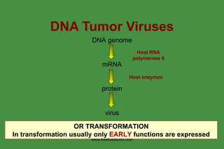 Tumour Viruses | PPT