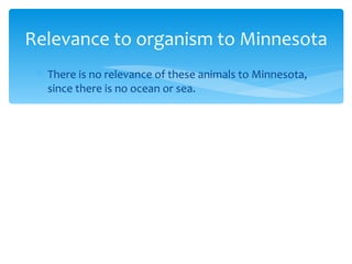 Relevance to organism to Minnesota
 ∗ There is no relevance of these animals to Minnesota,
   since there is no ocean or sea.
 
