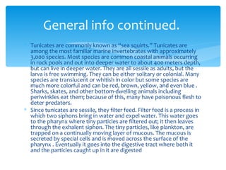 General info continued.
∗ Tunicates are commonly known as “sea squirts.” Tunicates are
  among the most familiar marine invertebrates with approximately
  3,000 species. Most species are common coastal animals occurring
  in rock pools and out into deeper water to about 400 meters depth,
  but can live in deeper water. They are all sessile as adults, but the
  larva is free swimming. They can be either solitary or colonial. Many
  species are translucent or whitish in color but some species are
  much more colorful and can be red, brown, yellow, and even blue .
  Sharks, skates, and other bottom-dwelling animals including
  periwinkles eat them; because of this, many have poisonous flesh to
  deter predators.
∗ Since tunicates are sessile, they filter feed. Filter feed is a process in
  which two siphons bring in water and expel water. This water goes
  to the pharynx where tiny particles are filtered out; it then leaves
  through the exhalent siphon. The tiny particles, like plankton, are
  trapped on a continually moving layer of mucous. The mucous is
  secreted by special cells and is moved across the surface of the
  pharynx . Eventually it goes into the digestive tract where both it
  and the particles caught up in it are digested
 