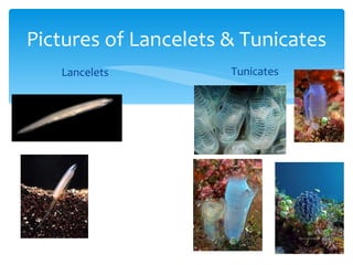 Pictures of Lancelets & Tunicates
   Lancelets          Tunicates
 