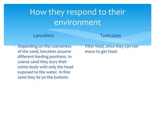 How they respond to their
               environment
          Lancelets                            Tunicates
∗ Depending on the coarseness       ∗ Filter feed, since they can not
  of the sand, lancelets assume       move to get food.
  different feeding positions. In
  coarse sand they bury their
  entire body with only the head
  exposed to the water. In fine
  sand they lie on the bottom.
 