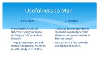 Usefulness to Man
          Lancelets                         Tunicates

∗ In southern China local         ∗ Tunicates are currently being
  fishermen using traditional       studied in science for certain
  techniques fish for and eat       chemical compounds useful in
  lancelets.                        fighting cancer.
∗ The greatest importance of      ∗ Also eaten in a few countries
  lancelets to people, however,     like Japan and France.
  is in the study of evolution.
 