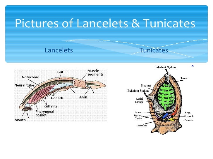 Tunicates And Lancelets Get Food By Tunicates And Lancelets Get Food By