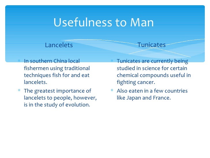 Tunicates And Lancelets Get Food By Tunicates And Lancelets Get Food By