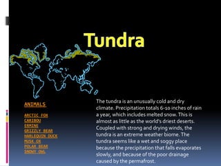 Tundra The tundra is an unusually cold and dry climate. Precipitation totals 6-10 inches of rain a year, which includes melted snow. This is almost as little as the world&apos;s driest deserts. Coupled with strong and drying winds, the tundra is an extreme weather biome. The tundra seems like a wet and soggy place because the precipitation that falls evaporates slowly, and because of the poor drainage caused by the permafrost. ANIMALS	Arctic FoxCaribouErmineGrizzly BearHarlequin DuckMusk OxPolar BearSnowy Owl 