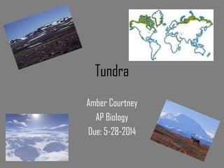Tundra
Amber Courtney
AP Biology
Due: 5-28-2014
 