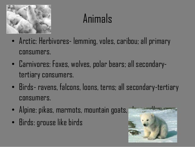 what are some symbiotic relationships in the tundra