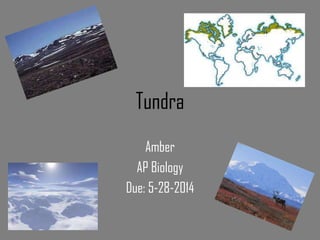 Tundra
Amber
AP Biology
Due: 5-28-2014
 