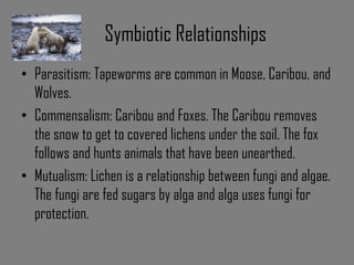 Tundra 1 | PPT