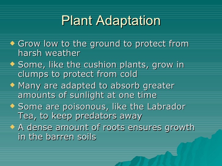 How do plants adapt to the tundra?