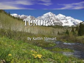 tundra By Kaitlin Stewart 