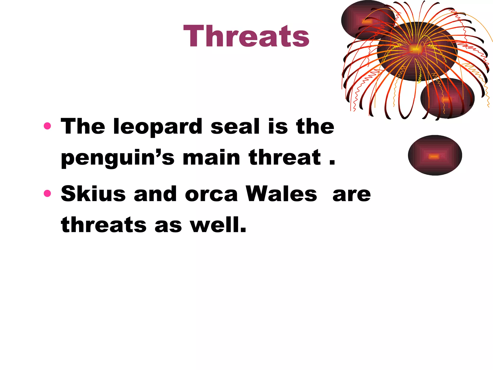 Threats The leopard seal is the penguin’s main threat . Skius and orca Wales are threats as well.
