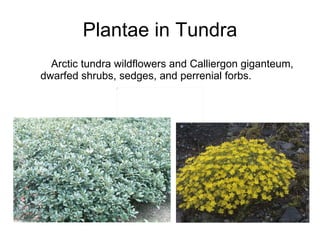 Tundra | PPT