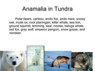 Tundra | PPT